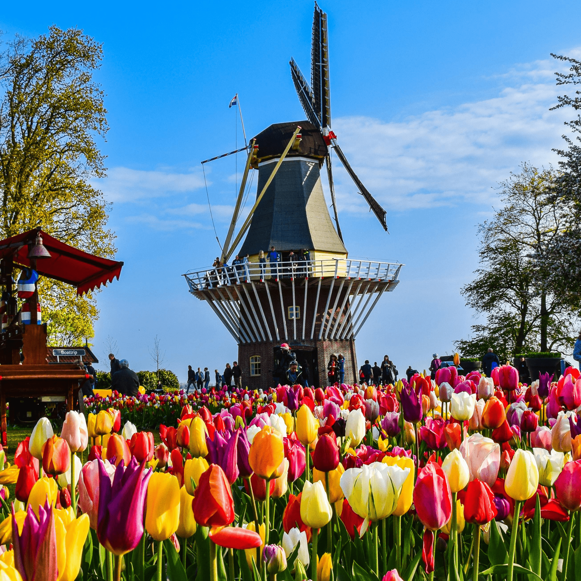 Private Windmills and Cheese Tour - Mister DMC