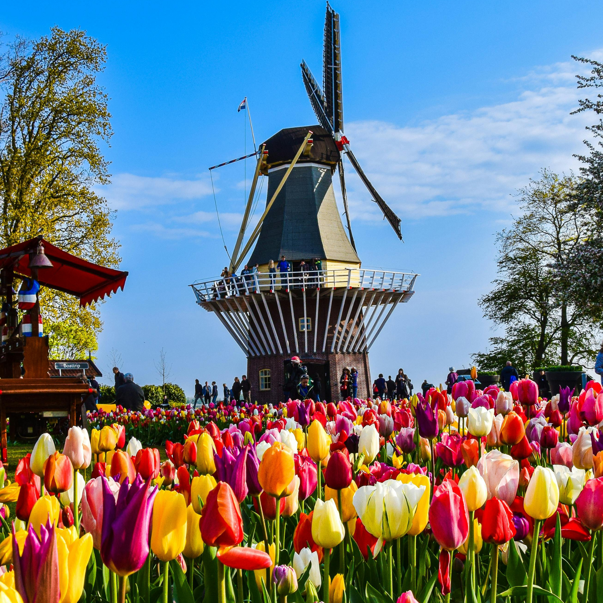 Private Windmills and Cheese Tour