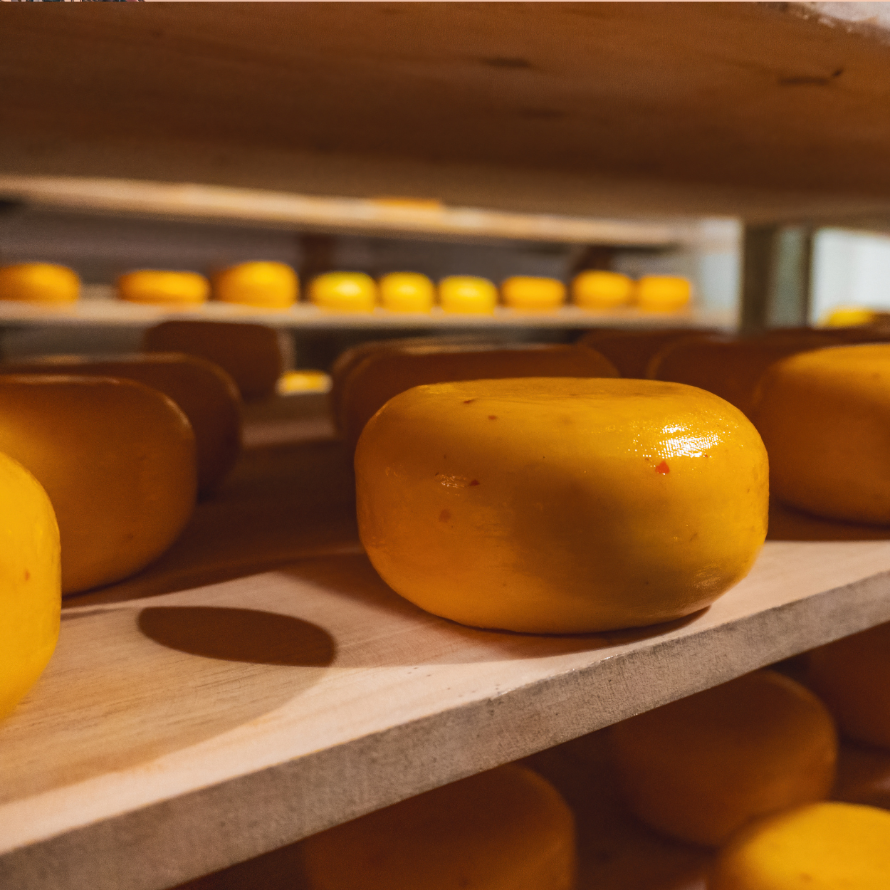 Half Day Private Tour from Amsterdam to Gouda Cheese, History & Heritage